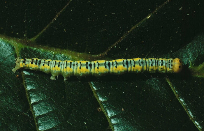 Figura 13. Larva <i>Drobeta</i> guanacasteDHJ01 (Noctuidae), posición entero dorsal en la hoja de la planta <i>Annona purpurea</i> (Annonaceae). 87-SRNP-1341-DHJ10412.jpg.
