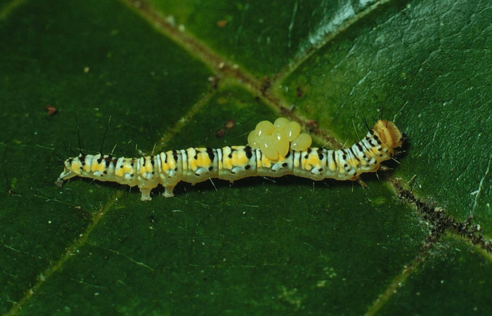 Figura 14. Larva<i> Drobeta</i> guanacasteDHJ01 (Noctuidae), , con larvas sobre su dorso de paråsito del género <i>Euplectrus</i> de la familia Eulophidae. en la hoja de la planta <i>Annona purpurea</i> (Annonaceae). 90-SRNP-2159-DHJ13387.jpg.