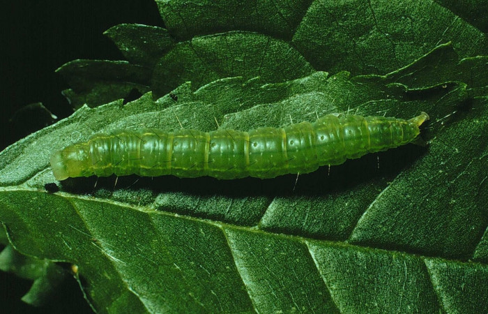 Figura 4. Larva <i>Drobeta</i> Poole03 (Noctuidae). posición entero dorsal en la hoja de la planta <i>Maclura tinctoria</i> (Moraceae). 90-SRNP-2378-DHJ13559.jpg.