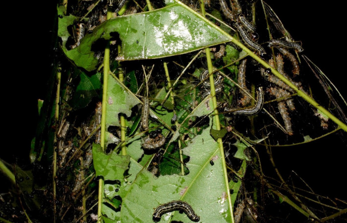 Fig. 11 Larva <i>Nachaba</i> BioLep97, Pyralidae, (estadio PU), mostrando su posición en grupo, se alimenta <i>Tabebuia rosea</i>, familia (Bignoniaceae). Voucher: 06-SRNP-46766-DHJ417575.jpg.