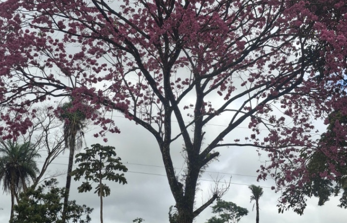 Fig.16 Planta <i>Handroanthus impetiginosus</i>, familia (Bignoniaceae), Foto Elieth Cantillano, Febrero 19 2026.