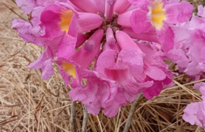 Fig.20 Flor <i>Handroanthus impetiginosus</i>, familia (Bignoniaceae), Foto Calixto Moraga, Febrero 18 2026.