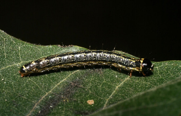 Fig. 6 Larva <i>Nachaba</i> BioLep97, Pyralidae, (estadio U), mostrando la posición dorsal entero, se alimenta <i>Handroanthus impetiginosus</i>, familia (Bignoniaceae). Voucher: 11-SRNP-56186-DHJ497261.jpg.