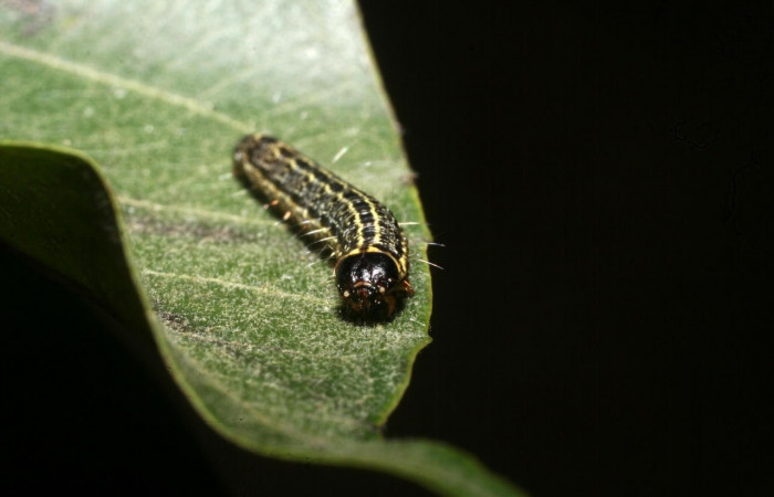 Fig. 8 Larva <i>Nachaba</i> BioLep97, Pyralidae, (estadio U), mostrando la posición cabeza, se alimenta <i>Handroanthus impetiginosus</i>, familia (Bignoniaceae). Voucher: 11-SRNP-56186-DHJ497264.jpg.