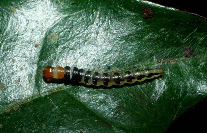 Figura 9. Larva <i>Stenoma</i> adytodesDHJ01, Depressariidae, vista dorsal. (09-SRNP-2362-DHJ454219).