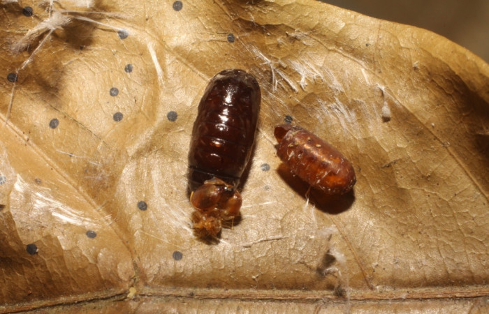 Figura17. Pupario de Tachinidae, <i>Patelloa</i> xanthuraDHJ01 parásito que ataca a la larva de  <i>Stenoma adytodes</i>.  Voucher: (10-SRNP-5857-DHJ480377).