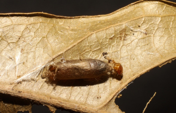 Figura 14. Detalle capullo de Ichneumonidae, <i>Campoplex</i> NC-102, parásito que ataca larva de <i>Stenoma adytodes</i> . Voucher: (10-SRNP-6525-DHJ480420.