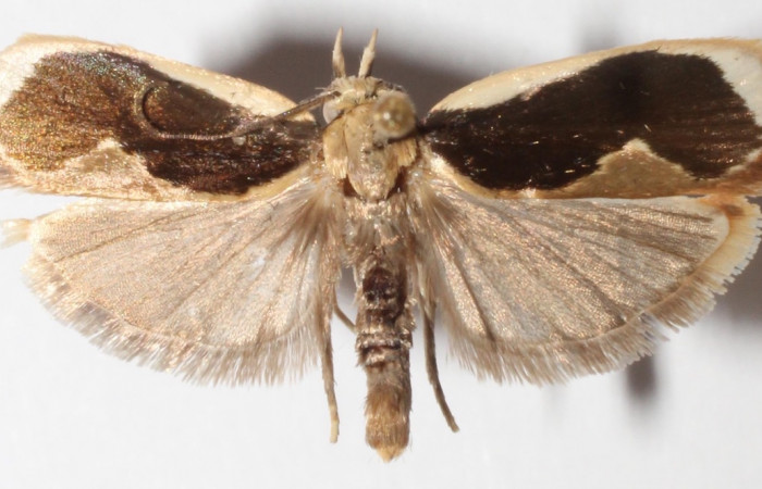 Fig. 1 Adulto de <i>Stenoma adytodes</i> (macho), vista dorsal. (12-SRNP-5628DHJ592116).