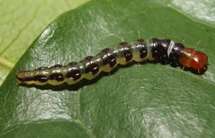 Figura 7. Larva <i>Stenoma adytodes</i>, Depressariidae, vista dorsal. (13-SRNP-68383-DHJ718073).