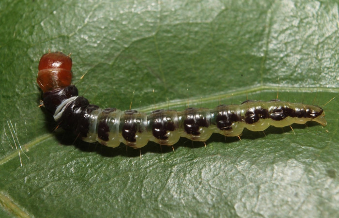 Figura 8. Larva <i>Stenoma adytodes</i>, Depressariidae, vista lateral. (13-SRNP-68383-DHJ718077).