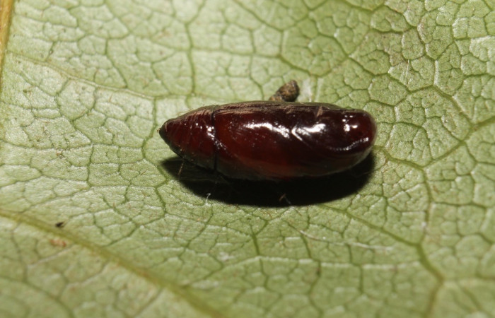 Figura 11. Pupa de <i>Stenoma adytodes</i> Depressariidae, vista dorsal,  (13-SRNP-68383-DHJ718079).