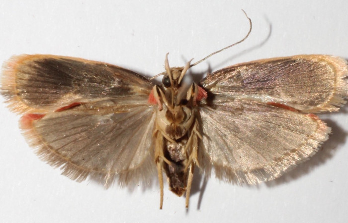 Figura 2. Adulto de <i>Stenoma adytodes</i> (macho), vista ventral. (14-SRNP-42522-DHJ592111).