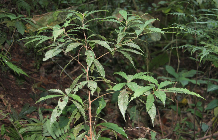 Figura 18. Planta hospedera <i>Pouteria durlandii</i>, una de las muchas especies de que se alimenta  <i>Stenoma adytodes</i>, de la familia, Depressariidae. Pero la planta de la que se alimentan mas esta especie es <i>Pouteria reticulata</i>, de la familia (Sapotaceae)Foto Keiner Aragon Calero,04/22/2023.