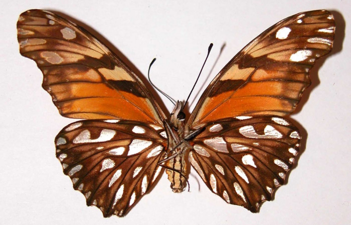 Fig. 2 Adulto <i>Dione juno</i> (Nymphalidae), hembra vista ventral mide 74mm. Mata Redonda, Sector Orosi, 445m. 98-SRNP-3686-DHJ34091.