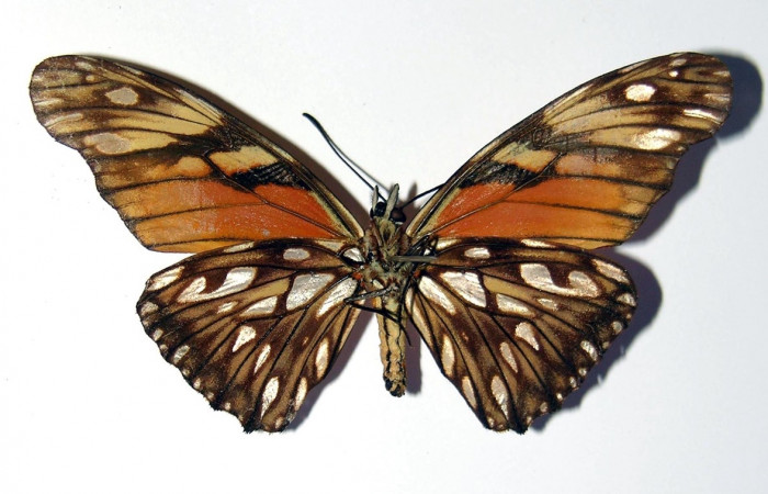 Fig. 4 Adulto <i>Dione juno</i> (Nymphalidae), macho vista ventral mide 66mm. Bosque San Emilio, Sector Santa Rosa, 300m. 95-SRNP-8290-DHJ98913
