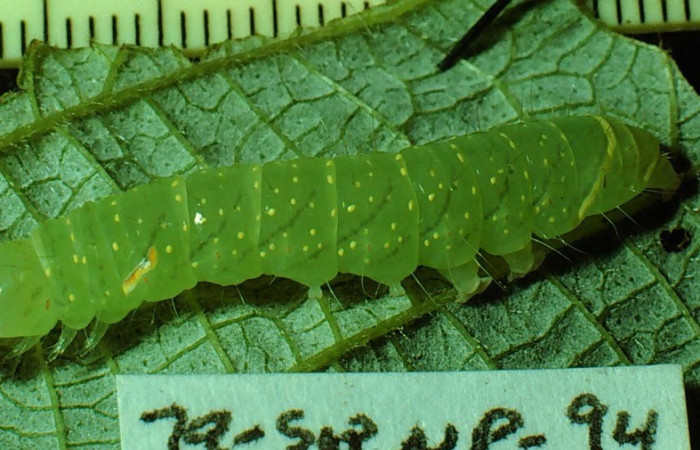 Figura 5. Detalle lateral, <i>Encruphion leena</i> (Erebidae). (79-SRNP-94-DHJ392).