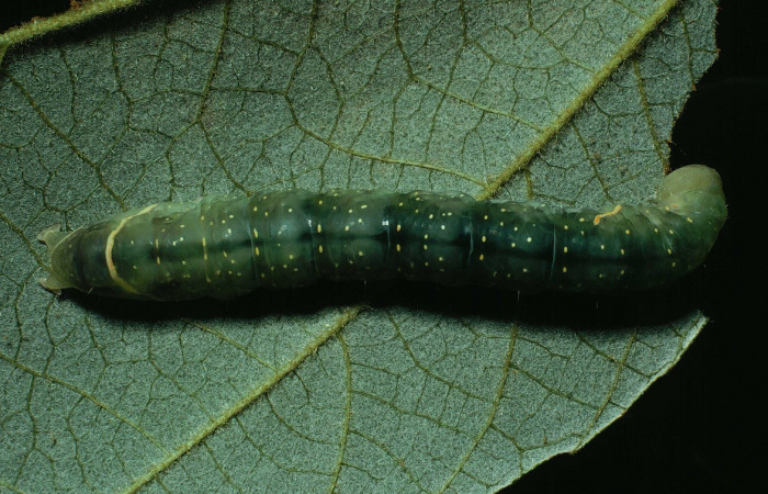 Figura 2. Detalle dorsal, <i>Encruphion leena</i> (Erebidae). (90-SRNP-1272-DHJ12823).