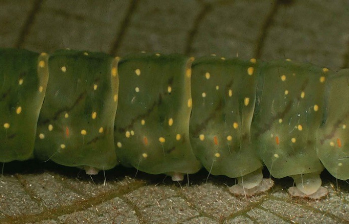 Figura 6. Detalle de propatas y lateral, <i>Encruphion leena</i> (Erebidae). (99-SRNP-11783-DHJ51623).
