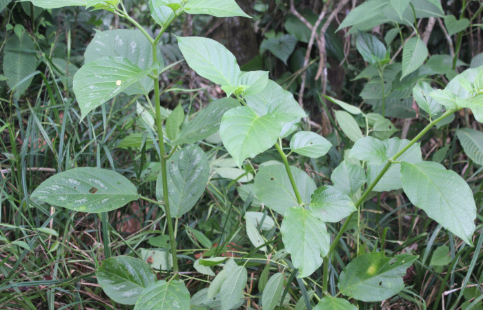 Figura 21. Planta hospedera de <i>Oleria paula</i> (Nymphalidae), esta planta se llama <i>Witheringia solanacea</i> (Solanaceae), localidad Bullas Estación Biológica Quica, Sector Pitilla ACG (440m), foto: Ricardo Calero 02 Mayo 2023.