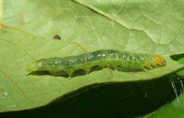 Fig.13 Vista lateral, <i>Omiodes humeralis</i> (Crambidae), se colectó 27 marzo 2006, Sector Pitilla, Pasmompa, 440mts. (06-SRNP-31465-DHJ412625.jpg.