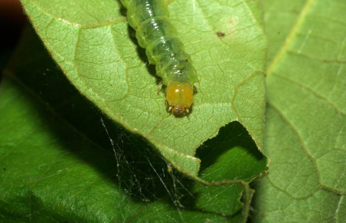 Fig15 Vista frontal, <i>Omiodes humeralis</i> (Crambidae), se colectó 27 marzo 2006, Sector Pitilla, Pasmompa, 440mts. (06-SRNP-31465-DHJ412622.jpg).
