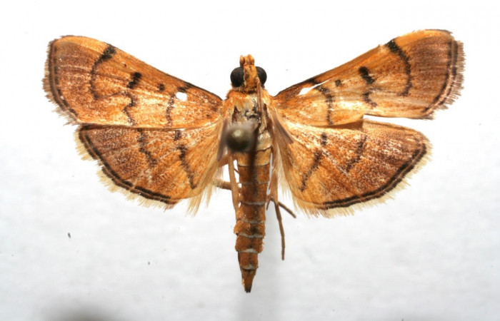 Fig.1 Vista dorsal macho <i>Omiodes indicata</i> (Crambidae), trampas de luces, Sector Pitilla, Estacion Pitilla, 675 mts. (06-SRNP-102747-DHJ602747.jpg)