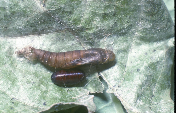 Fig.20 Observamos larva de parásito <i>Hyphantrophaga</i> blandaDHJ03 (Tachinidae),en larva <i>Omiodes humeralis</i> (Crambidae ), (04-SRNP-532-DHJ81407.jpg)