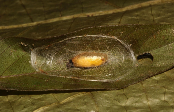 Fig.23 Observamos capullo vacíos de parásitos <i>Meniscomorpha nerda</i> (Ichneumonidae), en larva [I]Omiodes humeralis</i> (Crambidae ), (07-SRNP-24365-DHJ448365.jpg).