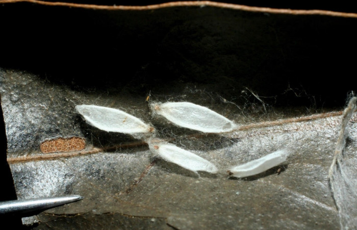 Fig.24 Observamos capullo vacíos de parásitos <i>hormJanzen01 Janzen01 </i> (Braconidae),en larva <i>Omiodes humeralis</i> (Crambidae ), (07-SRNP-46646-DHJ461900.jpg)