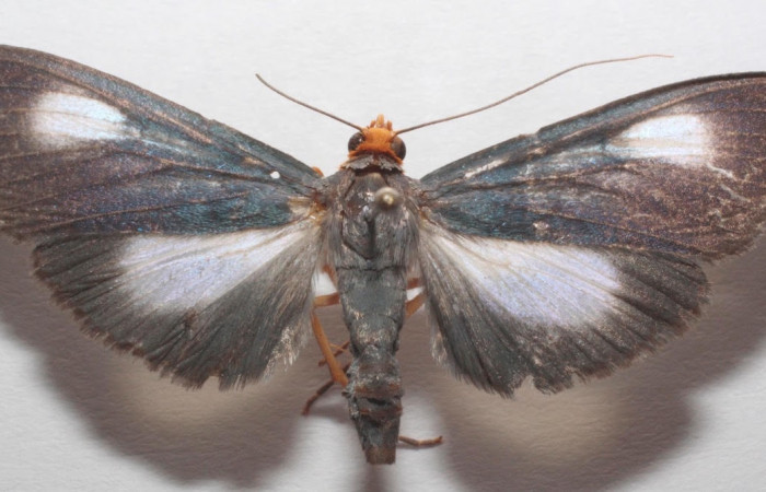 Fig.3 Vista dorsal macho <i>Omiodes seminitidalis</i> (Crambidae), trampas de luces, Sector Del Oro, Manta Matudaea, 610 mts. (18-SRNP-102380-DHJ703467.jpg).