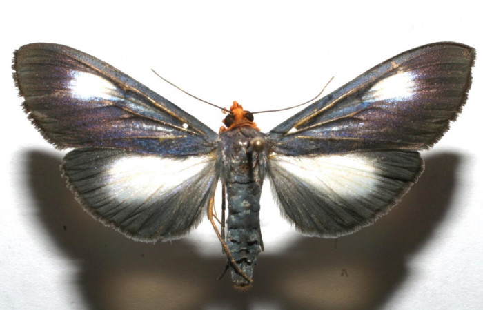 Fig 4 Vista dorsal macho <i>Omiodes seminitidalis</i> (Crambidae), trampas de luces, Sector Pitilla, Estacion Pitilla, 675 mts. (07-SRNP-102218-DHJ612182.jpg).