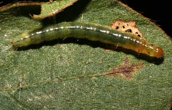 Fig.8 Vista dorsal, <i>Omiodes indicata</i> (Crambidae), se colectó 12 Febrero 2014, Sector Rincon Rain Forest, Garzasol, 400mts, (11-SRNP-41710-DHJ483109.jpg).