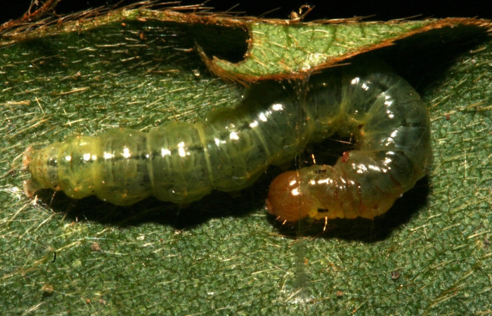 Fig.9 Vista frontal, <i>Omiodes indicata</i> (Crambidae), se colectó 12 Febrero 2014, Sector, Loaiciga, 445mts,(14-SRNP-30311-DHJ720537.jpg).