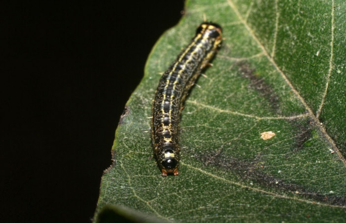 Fig. 10 Larva <i>Nachaba</i> BioLep97, Pyralidae, (estadio U), mostrando la posición trasero, se alimenta <i>Handroanthus impetiginosus</i>, familia (Bignoniaceae). Voucher: 11-SRNP-56186-DHJ497266.jpg.