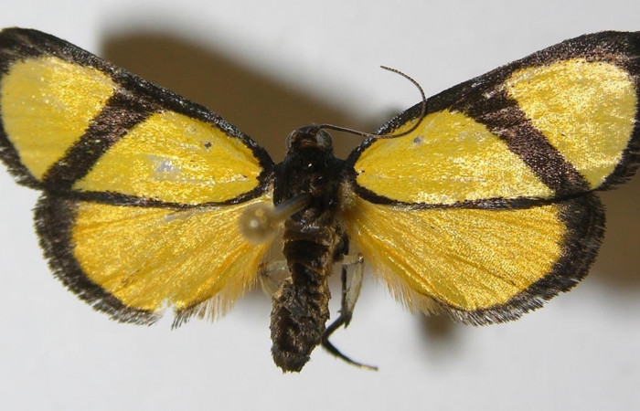 Fig.1 Adulto <i>Nachaba</i> BioLep97, Pyralidae, mostrando la parte  dorsal. Voucher: 11-SRNP-56241-DHJ559632.
