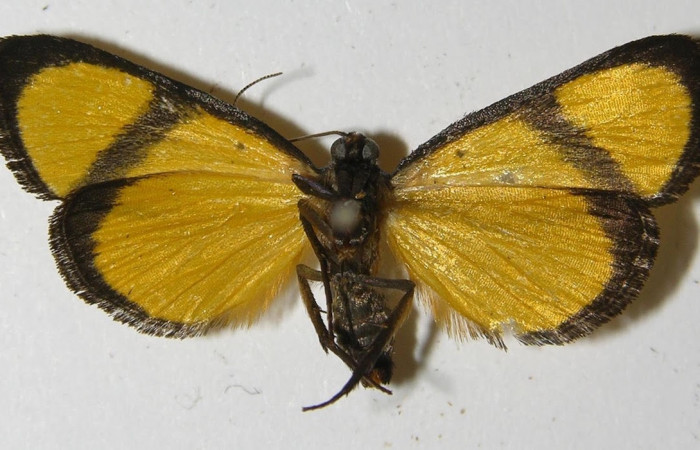 Fig.2 Adulto <i>Nachaba</i> BioLep97, Pyralidae, mostrando la parte  ventral. Voucher: 11-SRNP-56241-DHJ559633.