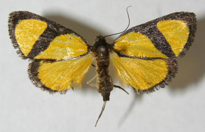 Fig.3 Adulto <i>Nachaba</i> BioLep97, Pyralidae, mostrando la parte  dorsal. Voucher: 12-SRNP-13040-DHJ562292.