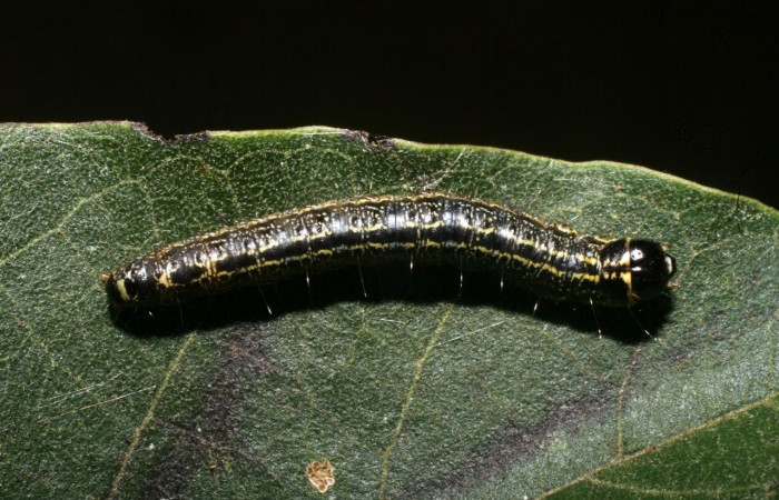 Fig. 9 Larva <i>Nachaba</i> BioLep97, Pyralidae, (estadio U), mostrando la posición dorsal entero, se alimenta <i>Handroanthus impetiginosus</i>, familia (Bignoniaceae). Voucher: 11-SRNP-56186-DHJ497265.jpg.