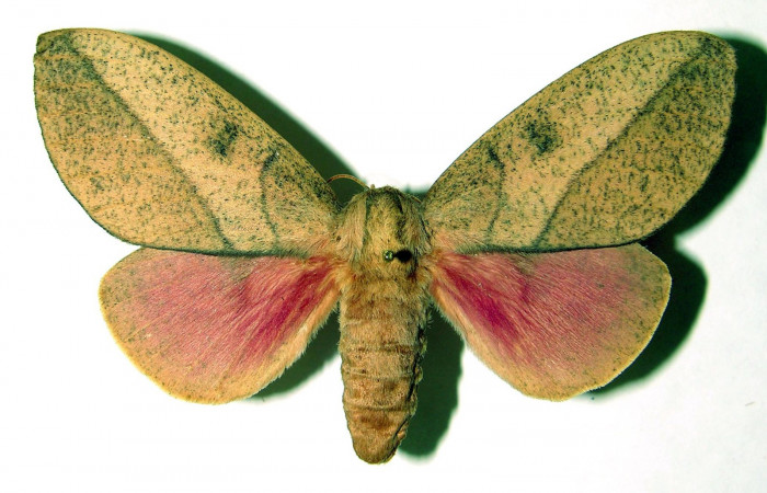 Fg.3. Adulto vista dorsal de la hembra <i>Syssphinx colla</i>(Saturnidae), mide 76mm. Luces Sector Santa Rosa, 300 m. 83-SRNP-441.21-DHJ91822.