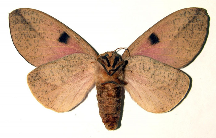 Fg.4. Adulto vista ventral de la hembra <i>Syssphinx colla</i> (Saturnidae), mide 76mm. Luces Sector Santa Rosa, 300 m. 83-SRNP-441.21-DHJ91823.