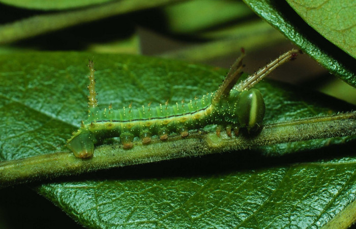 g.5. Larva segundo estadio <i>Syssphinx colla</i> (Saturnidae), Luces Sector Santa Rosa, 300 m. 82-  RNP-556-DHJ4384.