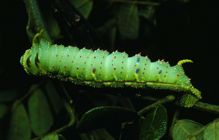 Fg.6. último estadio <i>Syssphinx colla</i> (Saturnidae), Laguna Esconda Sector Santa Rosa, 285 m. 82-SRNP-230a-DHJ3841.