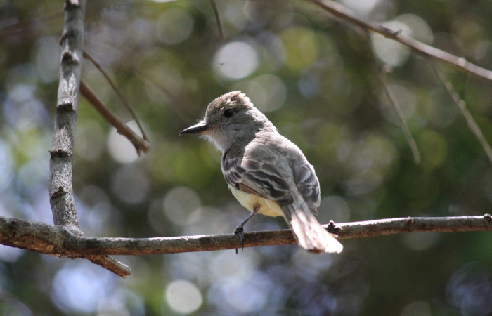 Fig. 12 Brown-crested Flycatcher (Copetón Crestipardo) <i>Myiarchus tyrannulus</i> (Tyrannidae). Perchado después de alimentar a sus crias. Estación Biológica, Los Almendros, Sector El Hacha; ACG. 12 de abril 2023, Foto: Roster Moraga.