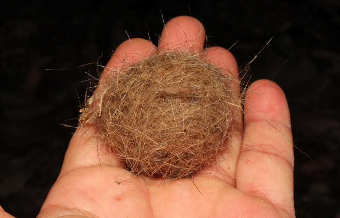 Fig. 14 Rollo de pelos de los animales muertos que Brown-crested Flycatcher (Copetón Crestipardo) <i>Myiarchus tyrannulus</i> (Tyrannidae); utilizó para establecer la base de su nido en la primer anidación. Estación Biológica, Los Almendros, Sector El Hacha; ACG. 09 de mayo 2022, Foto: Roster Moraga.