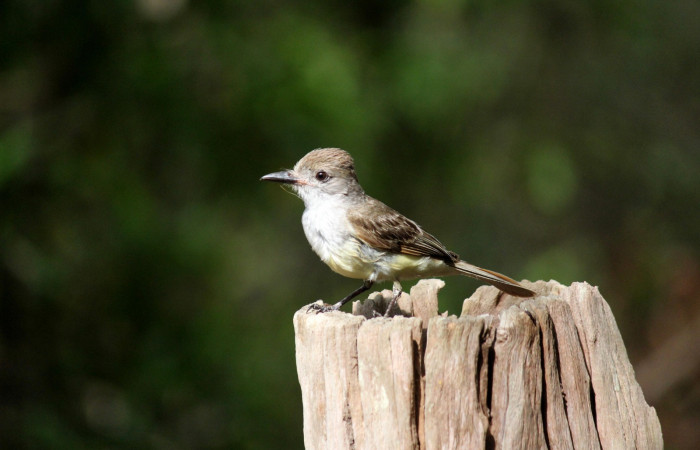 Fig. 1 Brown-crested Flycatcher (Copetón Crestipardo) <i>Myiarchus tyrannulus</i> (Tyrannidae). Estación Biológica, Los Almendros, Sector El Hacha; ACG. 06 de mayo 2022, Foto: Roster Moraga.
