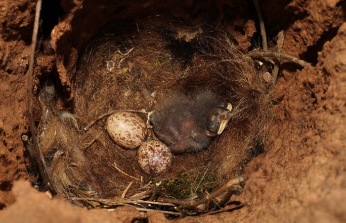 Fig. 3 Nido de Brown-crested Flycatcher (Copetón Crestipardo) <i>Myiarchus tyrannulus</i> (Tyrannidae). Estación Biológica, Los Almendros, Sector El Hacha; ACG. 06 de mayo 2022, Foto: Roster Moraga.