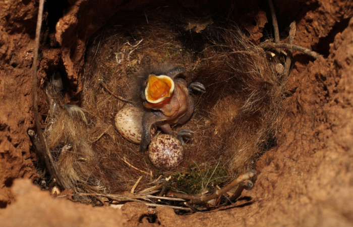 Fig. 4 Nido de Brown-crested Flycatcher (Copetón Crestipardo) <i>Myiarchus tyrannulus</i> (Tyrannidae). Estación Biológica, Los Almendros, Sector El Hacha; ACG. 06 de mayo 2022, Foto: Roster Moraga.
