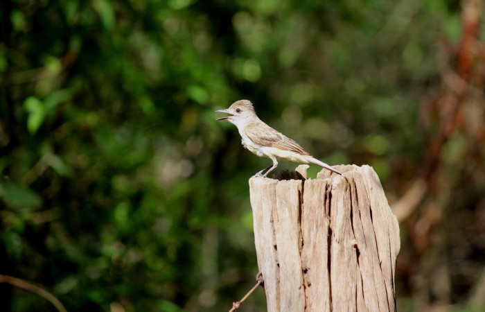 Fig. 5 Nido de Brown-crested Flycatcher (Copetón Crestipardo) <i>Myiarchus tyrannulus</i> (Tyrannidae). Estación Biológica, Los Almendros, Sector El Hacha; ACG. 06 de Mayo 2022, Foto: Roster Moraga.