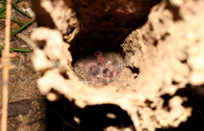 Fig. 7 Nido de Brown-crested Flycatcher (Copetón Crestipardo) <i>Myiarchus tyrannulus</i> (Tyrannidae). Estación Biológica, Los Almendros, Sector El Hacha; ACG. 11 de abril 2023, Foto: Roster Moraga.