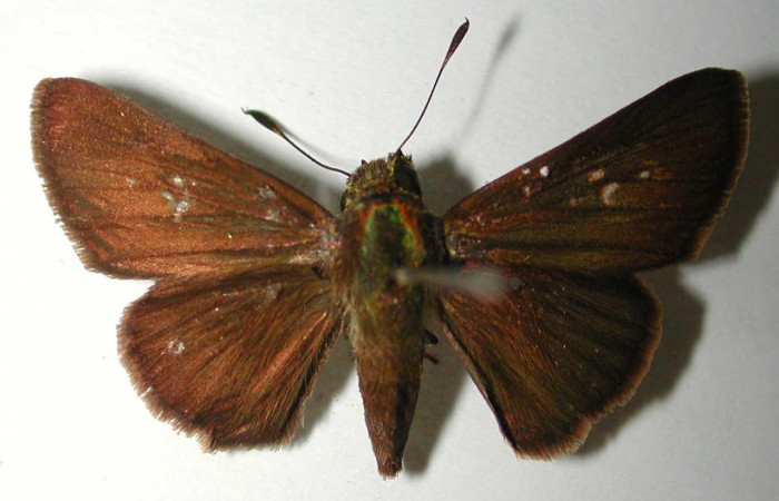 Fig.1. Adulto de <i>Conga chydaea</i>. Hembra 30mm  de longitud vista dorsal. Voucher : 95-SRNP-7295-DHJ38570.jpg.